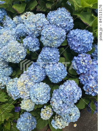 紫陽花 紫陽花 84513176