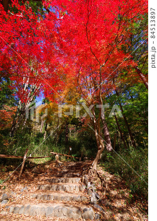 嵐山渓谷の紅葉【埼玉県】 84513897