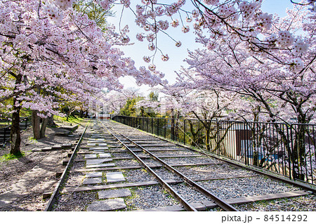 京都市 蹴上インクライン　∼満開の桜∼ 84514292
