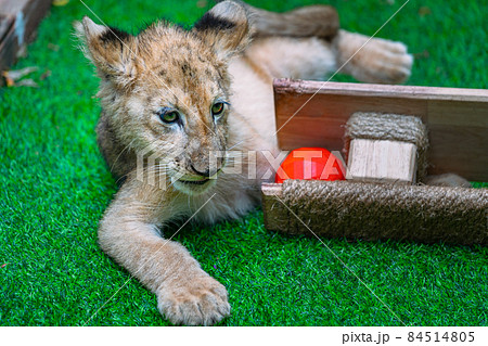 Close up a baby Lion is playing with a wooden toy in a grass cage in a zoo in Thailand. Close up baby Lion, natural light. Close up a baby Lion is playing with a wooden toy in a grass cage in a zoo in Thailand. Close up baby Lion, natural light. 84514805