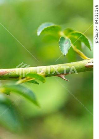 茨の棘 茨の棘 84515136