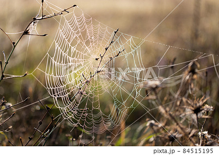 Dawn in the field. Web covered with dew. Meadow in Russia. Front view. Dawn in the field. Web covered with dew. Meadow in Russia. Front view. 84515195