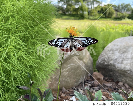アサギマダラ　スイゼンジナの花 84515559
