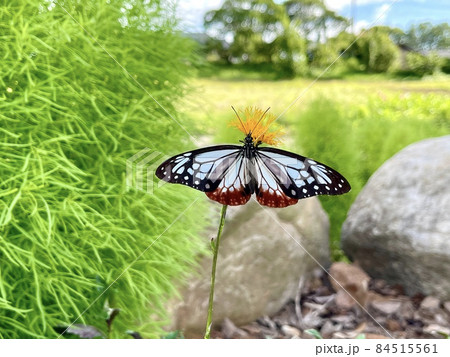 アサギマダラ　スイゼンジナの花 84515561