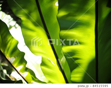 crop closeup on large green leaves of tropical plants, large bird's nest fern leaves, under natural sunlight outdoor selective focus with blur background crop closeup on large green leaves of tropical plants, large bird's nest fern leaves, under natural sunlight outdoor selective focus with blur background 84515595