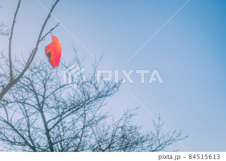 最後の一葉【桜紅葉】 最後の一葉【桜紅葉】 84515613