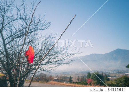 最後の一葉【桜紅葉】 最後の一葉【桜紅葉】 84515614