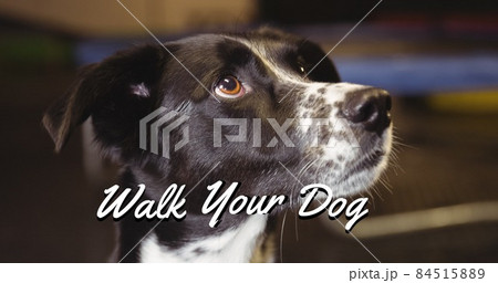 Digital composite image of walk your dog text on black and white dog looking up Digital composite image of walk your dog text on black and white dog looking up 84515889