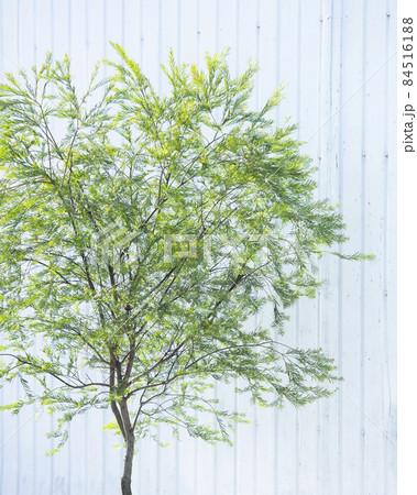 白い板壁を背景にした植物 白い板壁を背景にした植物 84516188
