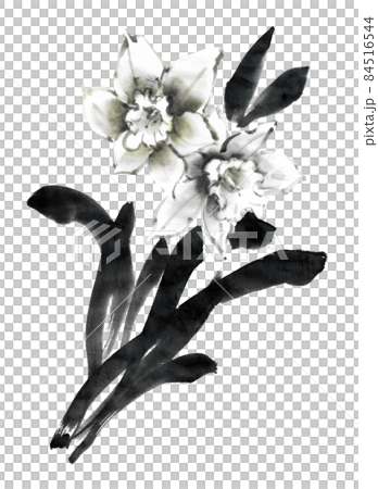 水墨画技法で描いたラッパ水仙 84516544