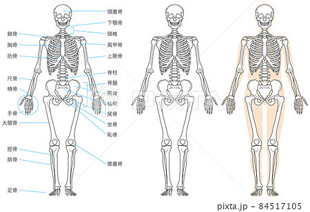 人体 骨格 イラストのイラスト素材
