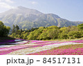 ゴールデンウィーク頃の芝桜 84517131