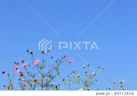 青空に咲くコスモスの花と蕾 青空に咲くコスモスの花と蕾 84517828