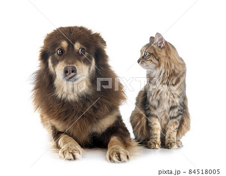 Finnish Lapphund and cat 84518005
