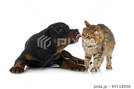 Kurilian Bobtail and rottweiler Kurilian Bobtail and rottweiler 84518006