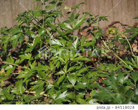 薬用植物園で栽培されているトウキ 84518028