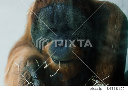Bornean old big orangutan, pongo pygmaeus, detail head male 84518192