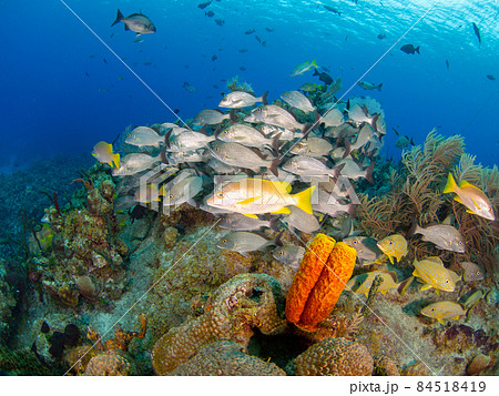 珊瑚礁を泳ぐ魚の群れ (グランドケイマン、ケイマン諸島) 84518419
