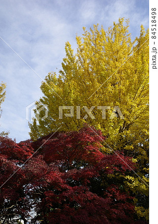 イチョウとモミジのコントラストが美しい高幡不動尊の紅葉 イチョウとモミジのコントラストが美しい高幡不動尊の紅葉 84518498