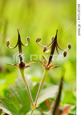 秋、足元に可愛くはじけた実が特徴的形なゲンノショウコ...1 84518598