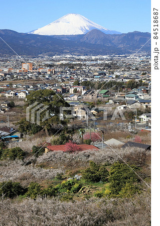 小田原市 曽我梅林 見晴台からの富士山と梅 小田原市 曽我梅林 見晴台からの富士山と梅 84518687