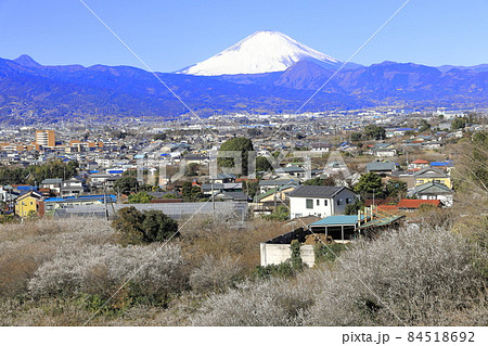 小田原市 曽我梅林 見晴台からの富士山と梅 小田原市 曽我梅林 見晴台からの富士山と梅 84518692
