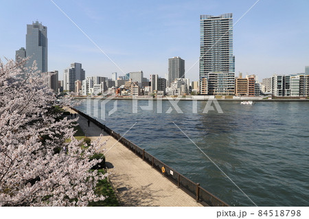 中央大橋から見る桜満開の隅田川（東京都中央区） 84518798