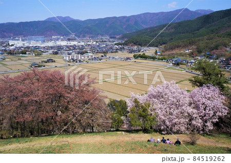 弘法山古墳の桜と松本盆地 弘法山古墳の桜と松本盆地 84519262