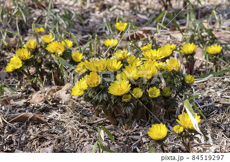 福寿草 福寿草 84519297