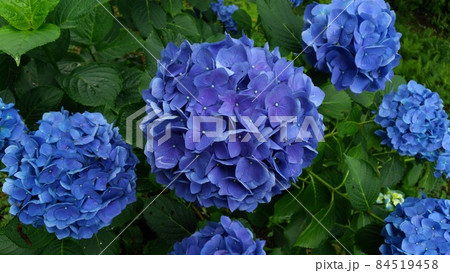 瑠璃色の紫陽花 84519458