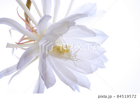 逆光の月下美人（2021年） 84519572