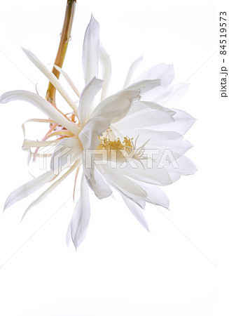 逆光の月下美人（2021年）04 84519573