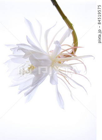 逆光の月下美人(2021年)06 逆光の月下美人(2021年)06 84519575