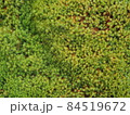 コケ背景 84519672