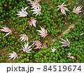 苔と紅葉02 84519674