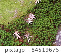 苔と紅葉01 84519675