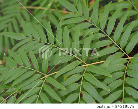 ゼンマイ 84519678