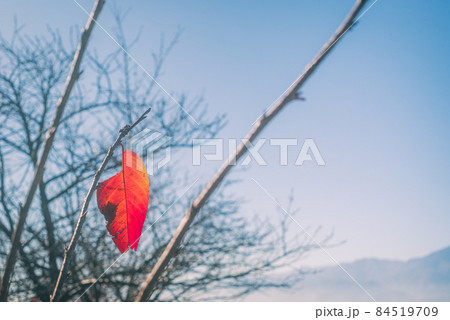 最後の一葉【桜紅葉】 最後の一葉【桜紅葉】 84519709