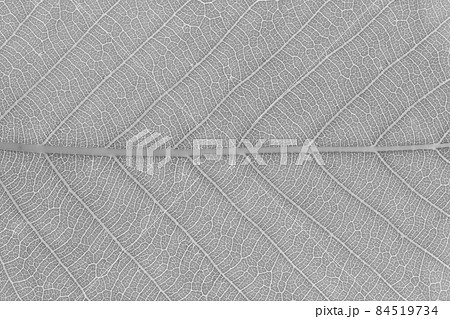 樹木・アベマキ（棈）の若葉と葉脈 84519734