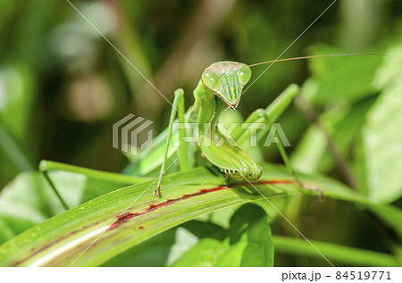オオカマキリ オオカマキリ 84519771