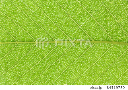 樹木・アベマキ（棈）の若葉と葉脈 84519780