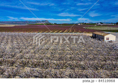 Peach blossom in Cieza, Mirador El Horno in the Murcia region in Spain Peach blossom in Cieza, Mirador El Horno in the Murcia region in Spain 84519968