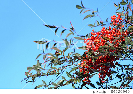 ナンテン（南天） 84520949