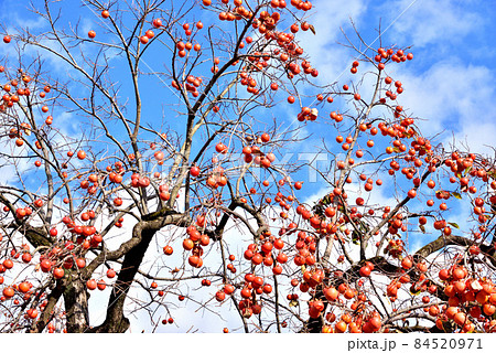 秋の陽に映える柿の実　晩秋の風景　晩秋イメージ　 84520971