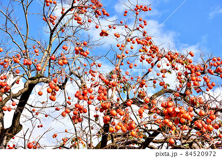 秋の陽に映える柿の実　晩秋の風景　晩秋イメージ　 84520972