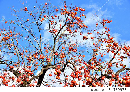 秋の陽に映える柿の実　晩秋の風景　晩秋イメージ　 84520973