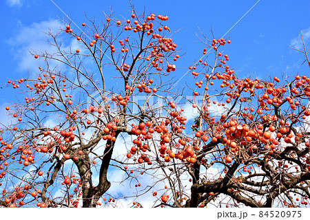 秋の陽に映える柿の実　晩秋の風景　晩秋イメージ　 84520975