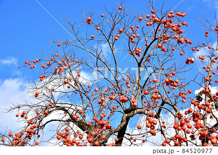 秋の陽に映える柿の実　晩秋の風景　晩秋イメージ　 84520977