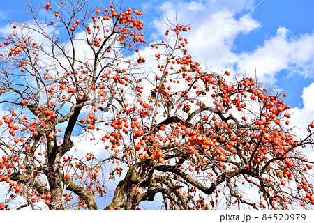 秋の陽に映える柿の実　晩秋の風景　晩秋イメージ　 84520979