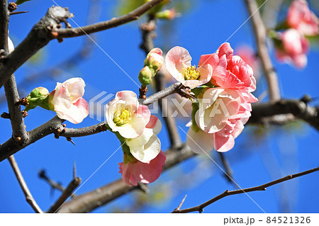 ボケ(木瓜) ボケ(木瓜) 84521326